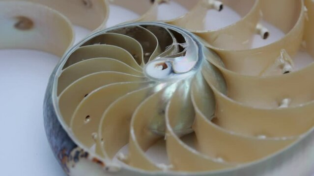 nautilus shell stock Fibonacci footage video clip turning golden ratio number sequence natural background half slice section