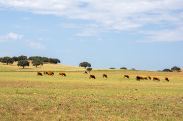 Fototapeta na wymiar Rebaño de vacas pastando en la dehesa extremeña.