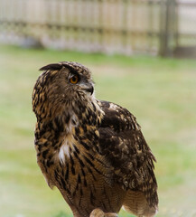 eagle owl in flight