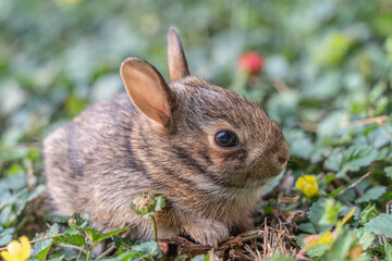 Spring Eastern Cottontail baby bunny (Sylvilagus floridanus) leaves its nest for the first time to explore the green grass in the backyard. 