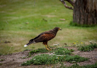 red tailed hawk