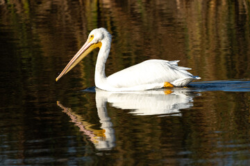 white pelican in the water