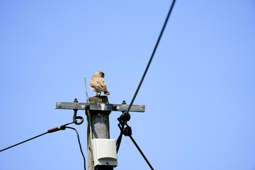 Obraz premium Kestrel, Falco tinnunculus sitting on a telephone pole, wooden telegraph pole