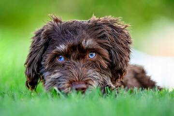 Blue eyed puppy II