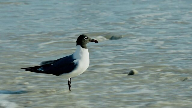 Laughing Sea Gull, Leucophaeus Atricilla, Black Skimmer Bird On A Florida Beach