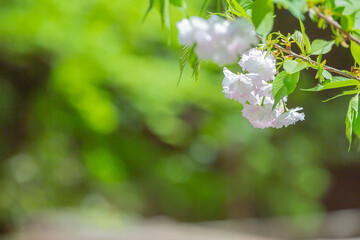 八重桜