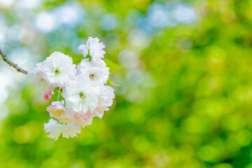 八重桜