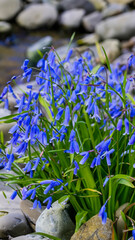 Blooming bluebell. Bush of flowers on the river pebbles. - generative ai