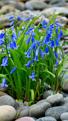 Blooming bluebell. Bush of flowers on the river pebbles. - generative ai