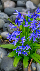 Blooming bluebell. Bush of flowers on the river pebbles. - generative ai