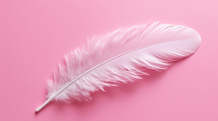 pink feather isolated on pink