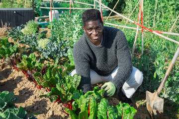 African man farmer with shovel caring for beets in his garden