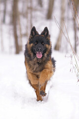 Adorable young long-haired black and tan German Shepherd dog with a chain collar posing outdoors running fast on a snow in winter