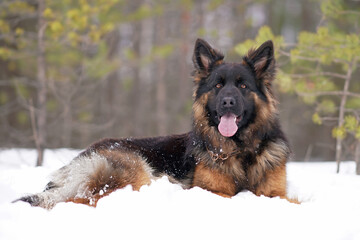 Funny young long-haired black and tan German Shepherd dog with a chain collar posing outdoors lying down on a snow in winter forest