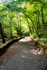 Fototapeta premium forest pathway. Forest scape with trees and bushes among the rocks. Tree line landscape summer.