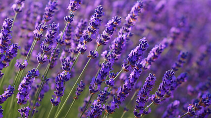 Lavender - generative ai