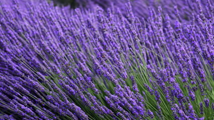 Lavender - generative ai