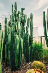 Cactus and city skyline in the background. Huge cactus garden in Downtown City of Los Angeles
