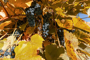 growing grape with autumn leaves