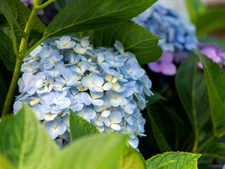 パステルカラーの紫陽花