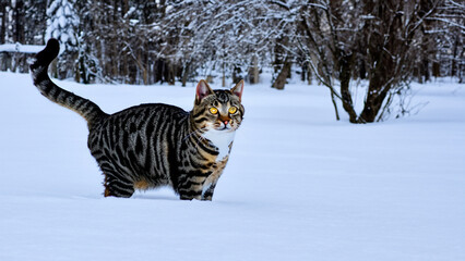 Cat in the snow - generative ai