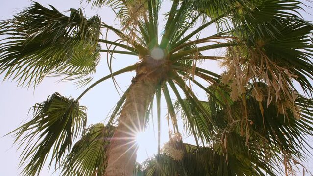 Tropical coconut palm leaf swaying in the wind with sun light, Summer background, slow motion. Coconut palm trees bottom view sun shining through branches swaying wind sunny. High quality 4k footage