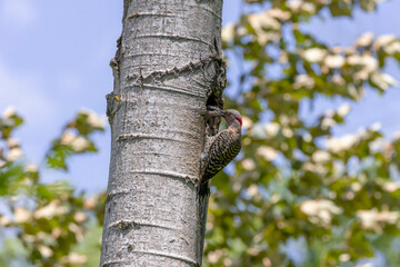 The northern flicker (Copaptes auratus) - feeding young in the nest cavity