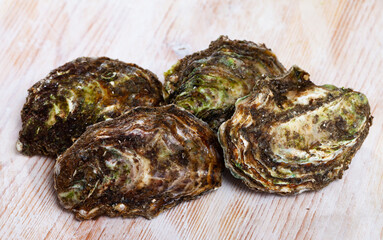 Fototapeta na wymiar Seafood appetizer. Raw closed Pacific oysters on wooden surface..