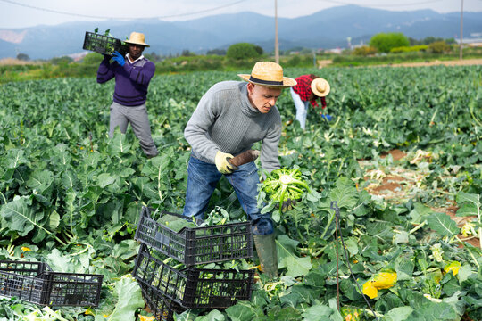 Positive Man Engaged In Farming Cutting Ripe Broccoli On Sustainable Farm