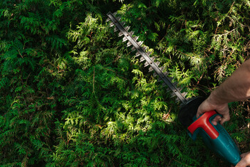 hedge formation. Brush cutter in male hands in a sunny summer green garden.Garden tools and...