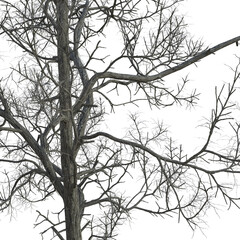 Bare tree branches Image 2 of series