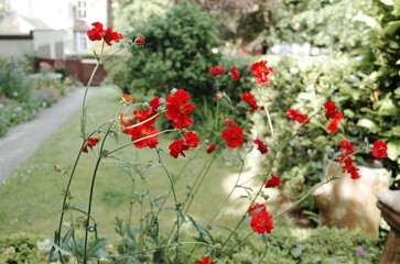 red geum flowers in the garden