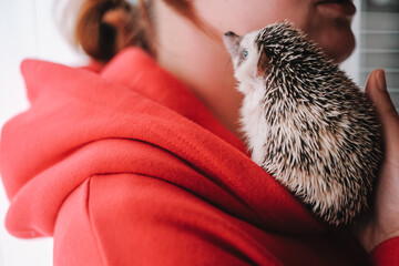 African hedgehog sits on his shoulder.Communication with pets.Communication between a hedgehog and...