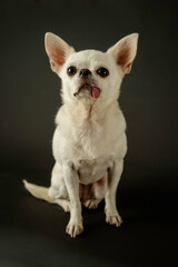 Playful Pooch: Adorable Chihuahua with Tongue Out in Studio. Charming Canine: Energetic Chihuahua Strikes a Pose in Black Studio. Tongue-tastic Moments: Cute Chihuahua with Playful Expression on Black