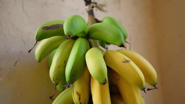 Plátanos en Yucatán