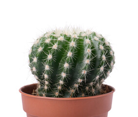 Beautiful green cactus in pot isolated on white. Tropical plant