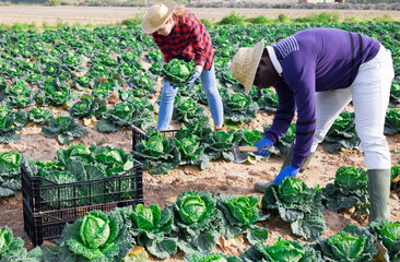 Team of farm workers harvesting by hand organic savoy cabbage crop on fertile agriculture land in springtime