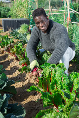 Afro american farmer man harvesting fresh beetroot on a farm field on a sunny day