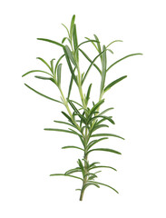 Fototapeta premium Sprig of fresh rosemary isolated on white
