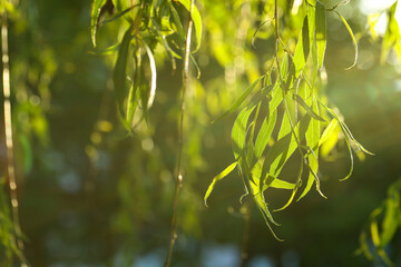 Beautiful willow tree with green leaves outdoors on sunny day, closeup. Space for text © New Africa