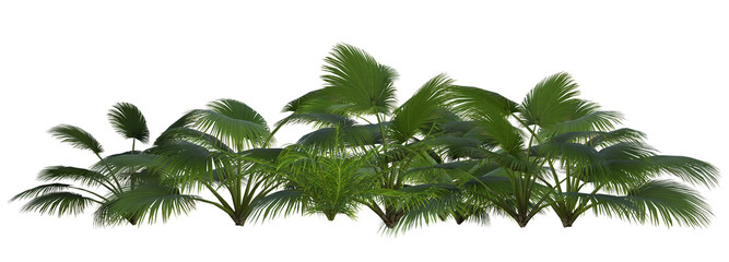 Arrangement of tropical plants image 2 of tropical series