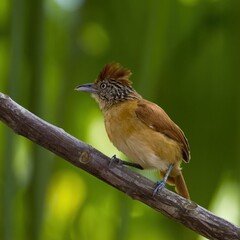 Female antshrike on a branch.