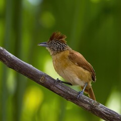 Female antshrike on a branch.