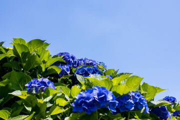 日差しを浴びる晴れた日の青い紫陽花