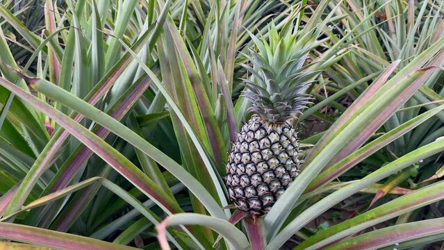 Mature green pineapples are ready to be cut and transported to the pineapple canning plant inside the pineapple farmer's orchards in Thailand. 4K Video
