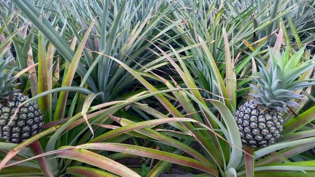 Mature green pineapples are ready to be cut and transported to the pineapple canning plant inside the pineapple farmer's orchards in Thailand. 4K Video