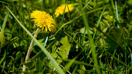 Yellow dandelions in a field close-up. Wildflowers. Floral background for advertising, banner.Field dandelion. 