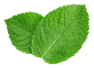 Fototapeta na wymiar Mint leaves isolated