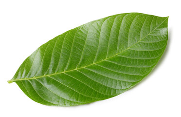 Fototapeta na wymiar Walnut leaves isolated