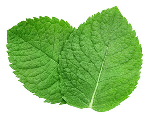 Mint leaves isolated